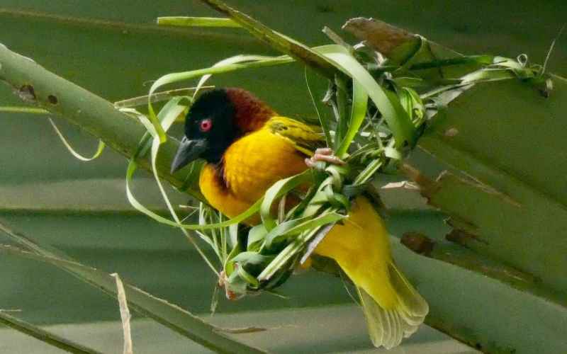 bird watching in the gambia
