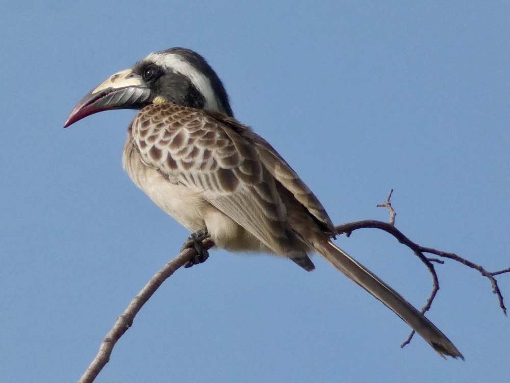 gambia bird watching at kurumbo lodge